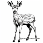 Deer coloring pages
