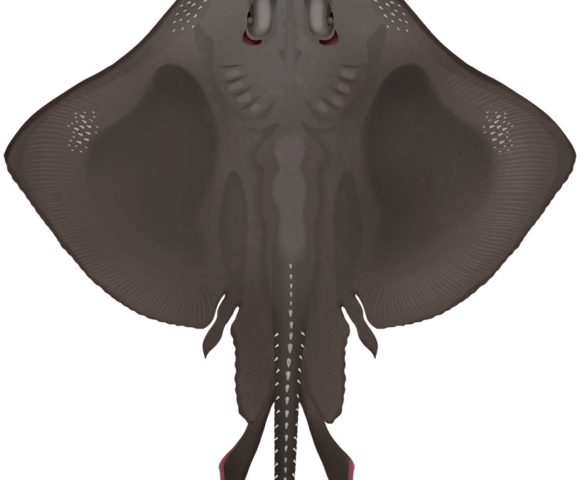 Sharks and rays archive