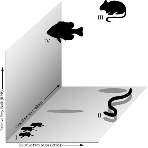 Heavy bulky or both what does âlarge preyâ mean to snakes