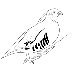 California quail flight coloring page for kids