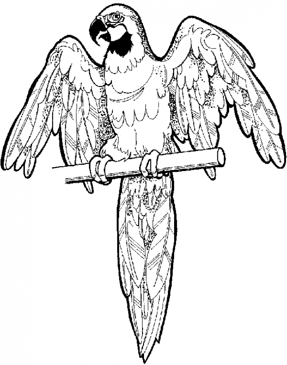 Free online pictures of birds to color for adults and kids jungle coloring pages coloring pages animal coloring pages