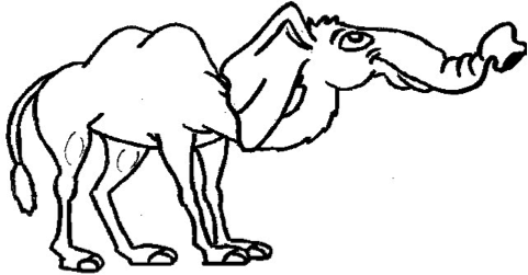 Kabul the camel