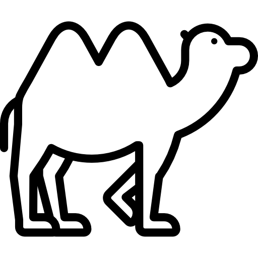 Camel