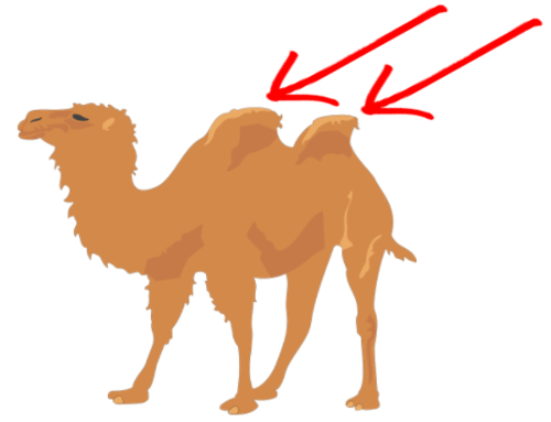 Los animales y sus partes flashcards