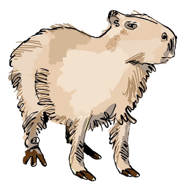 A quick art lesson steve hall shows you how to draw a capybara