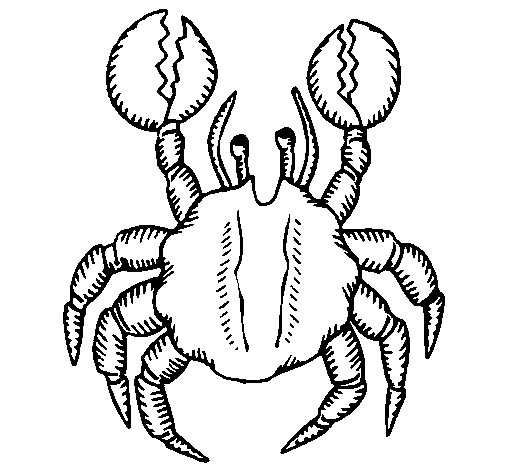Desenhos de caranguejos para colorir