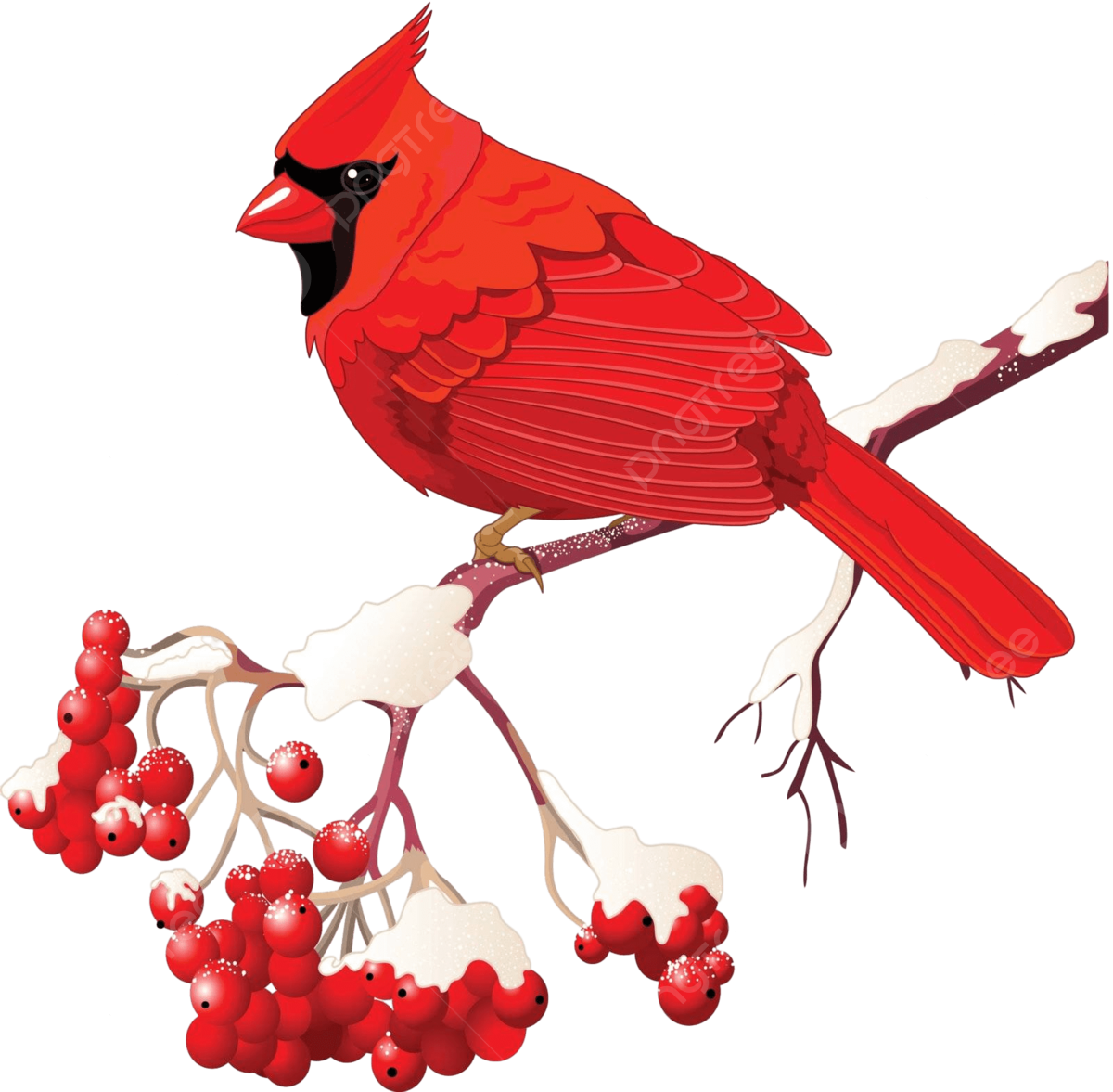 Red cardinal bird png transparent images free download vector files