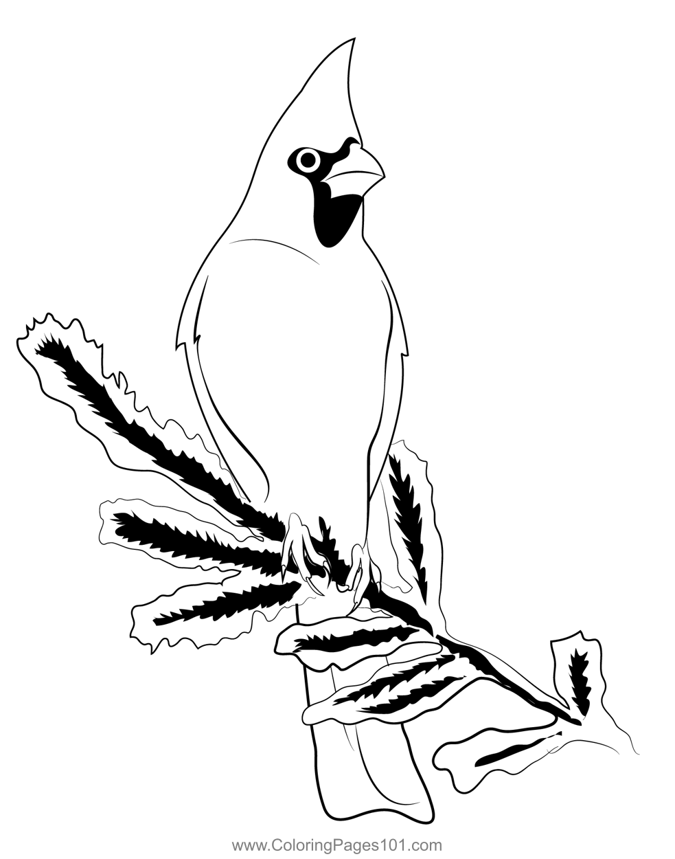 Cardinal red branch bird coloring page in bird coloring pages coloring pages color