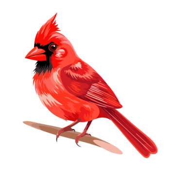 Cardinal png transparent images free download vector files