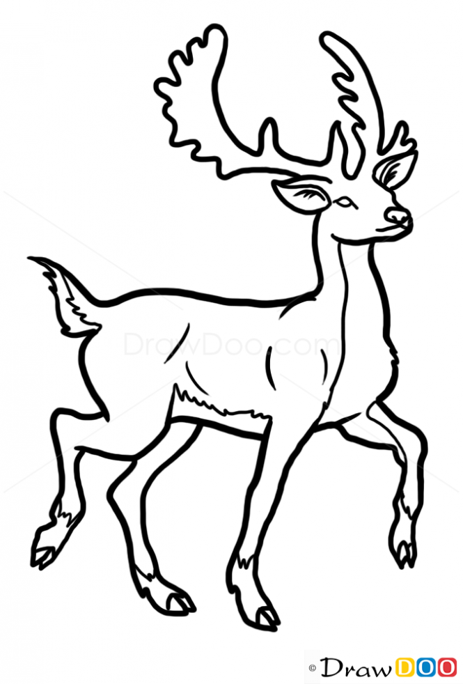 How to draw deer wild animals deer drawing animal drawings wild animals drawing