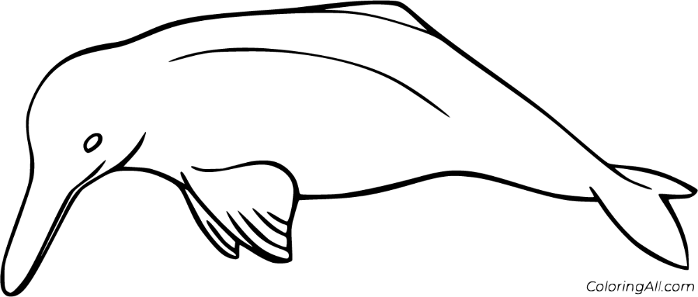 River dolphin coloring pages river dolphin dolphin coloring pages pink river dolphin