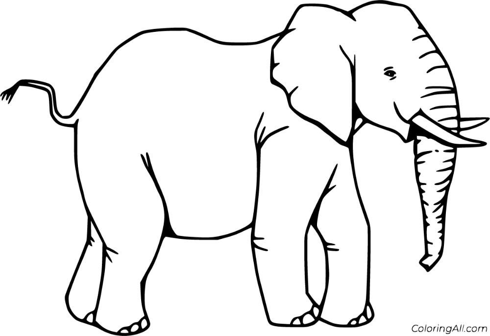 Free printable realistic elephant coloring pages in vector format easy to print from any device and â elephant coloring page coloring pages elephant drawing