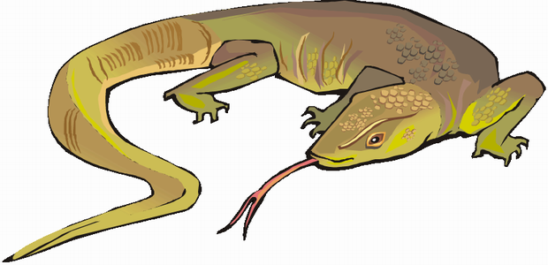 Lizard coloring pages