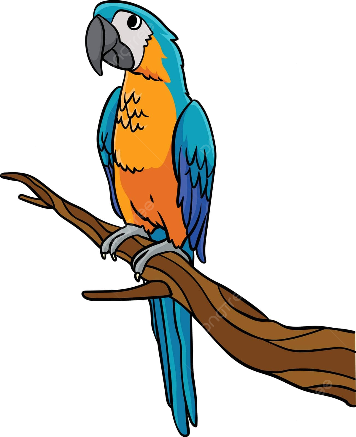 Parrot cartoon colored clipart illustration drawing feather graphic vector drawing feather graphic png and vector with transparent background for free download