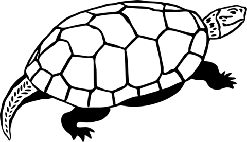 Turtle coloring page free printable coloring pages