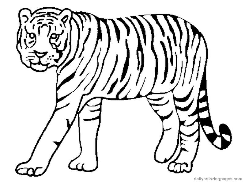 Tiger coloring pages to download and print for free