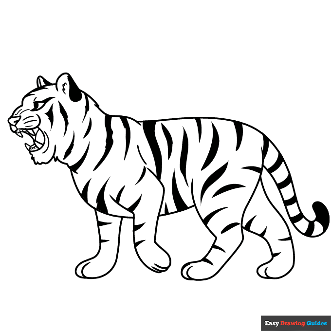Tiger roaring coloring page easy drawing guides