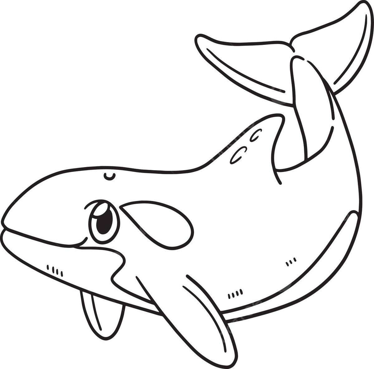 Killer whale isolated coloring page for kids coloring vector wild vector whale drawing ring drawing kid drawing png and vector with transparent background for free download