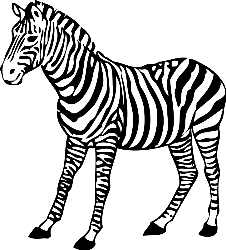 Coloring pages of zebra