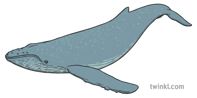 Blue whales the largest mammal in the world wiki
