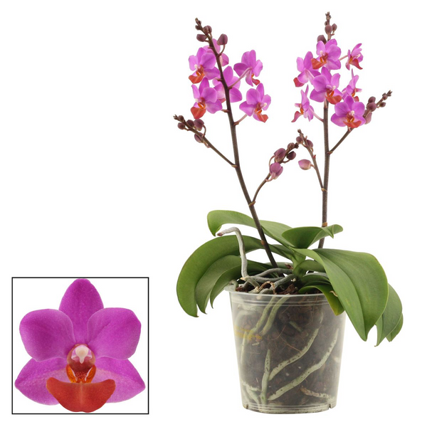 Blooming orchids netherlands â floraria secret garden sg