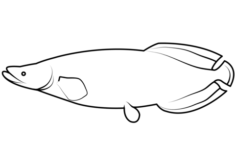 Pirarucu arapaima gigas coloring page free printable coloring pages