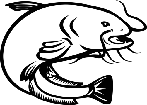 Wels catfish png vector psd and clipart with transparent background for free download