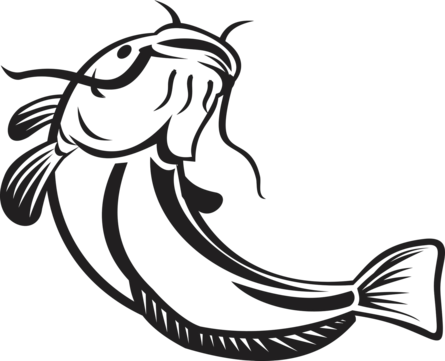 Wels catfish png vector psd and clipart with transparent background for free download