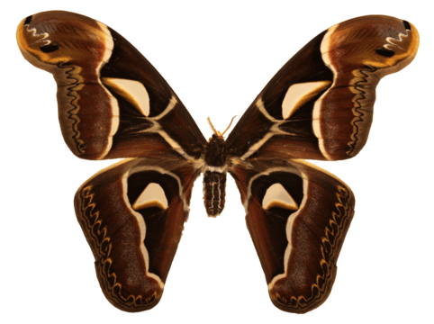 Large moth png transparent images free download vector files