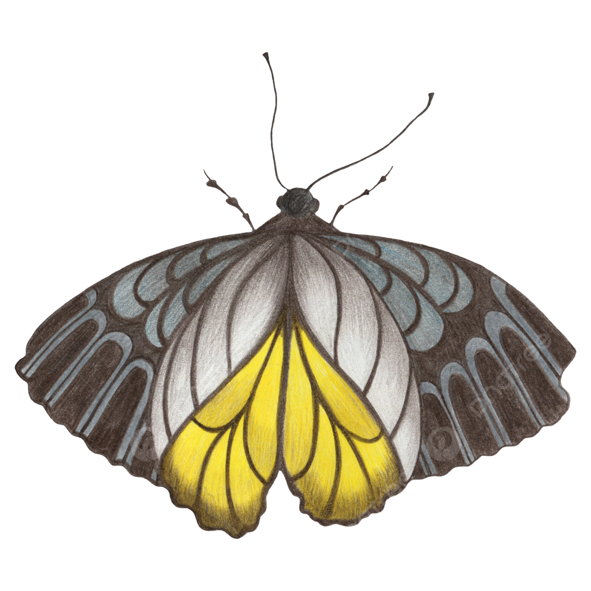 Large moth png transparent images free download vector files