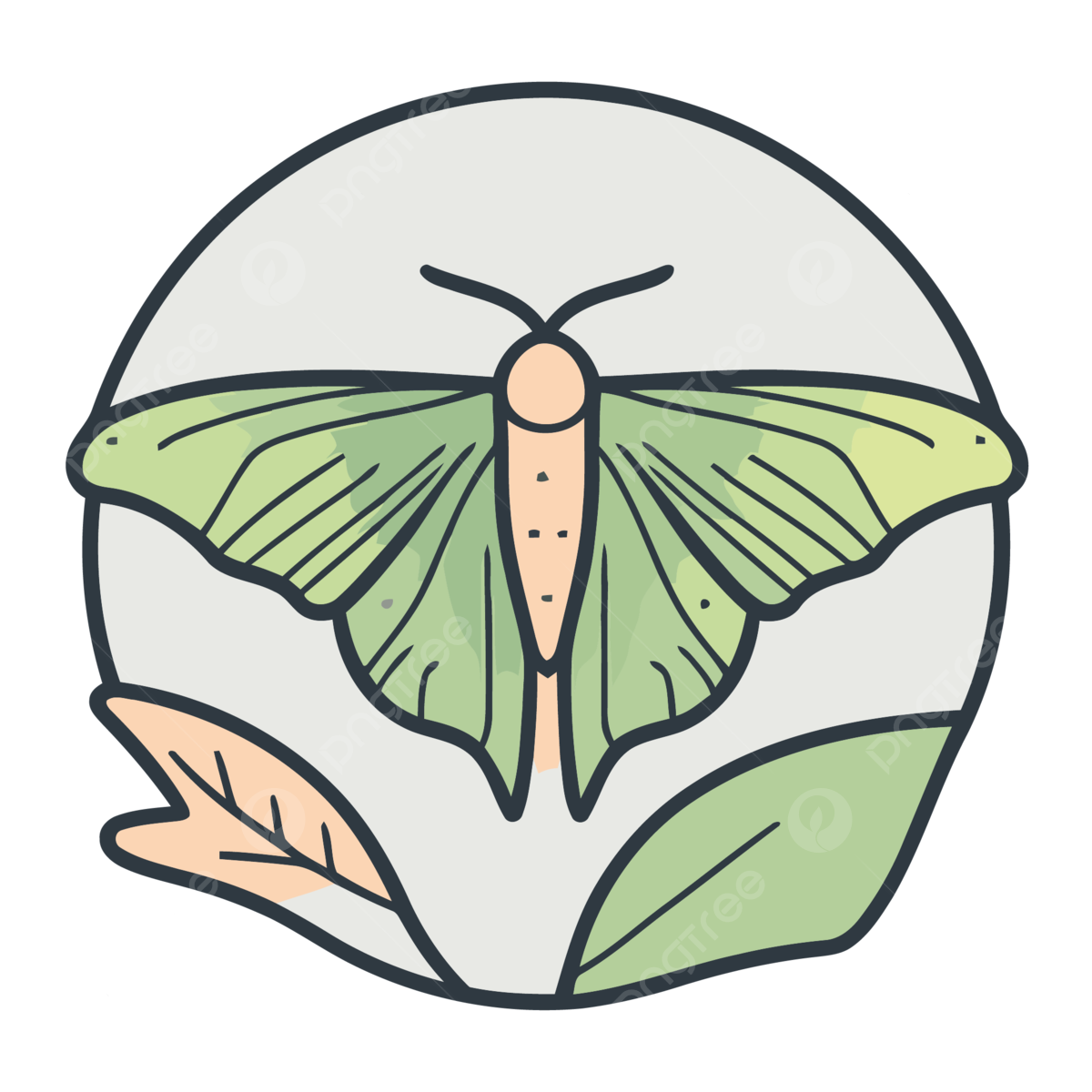 Luna moth cecropia moth caterpillar png transparent images free download vector files