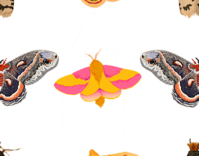 Rosy maple moth projects photos videos logos illustrations and branding