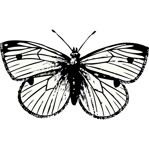 Moth png transparent images