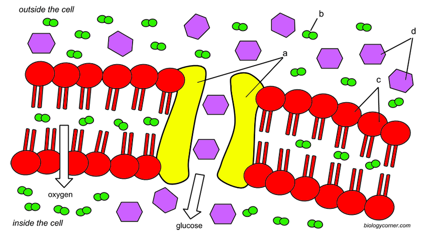 Color the phospholipids and proteins of the cell membrane
