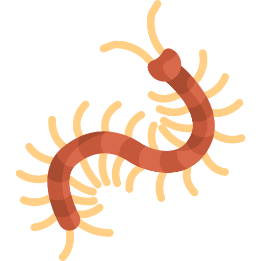 Centipede