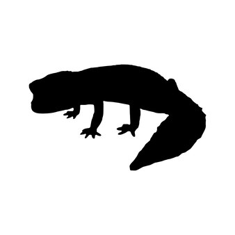 Page chameleon silhouette images