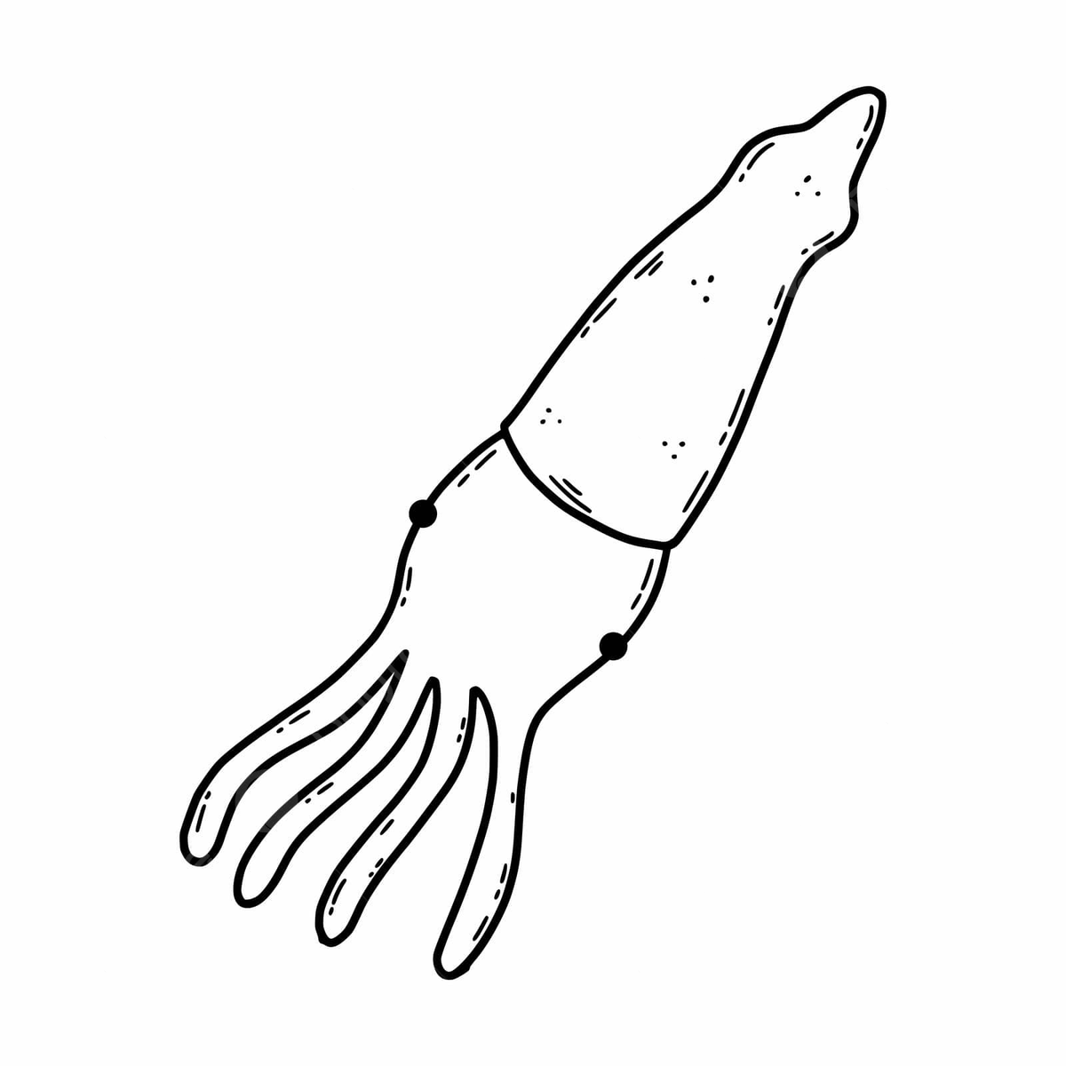 Coloring book illustration of a white background squid with its tentacles in a black and white sketch suitable for children vector sticker world contour png and vector with transparent background for free