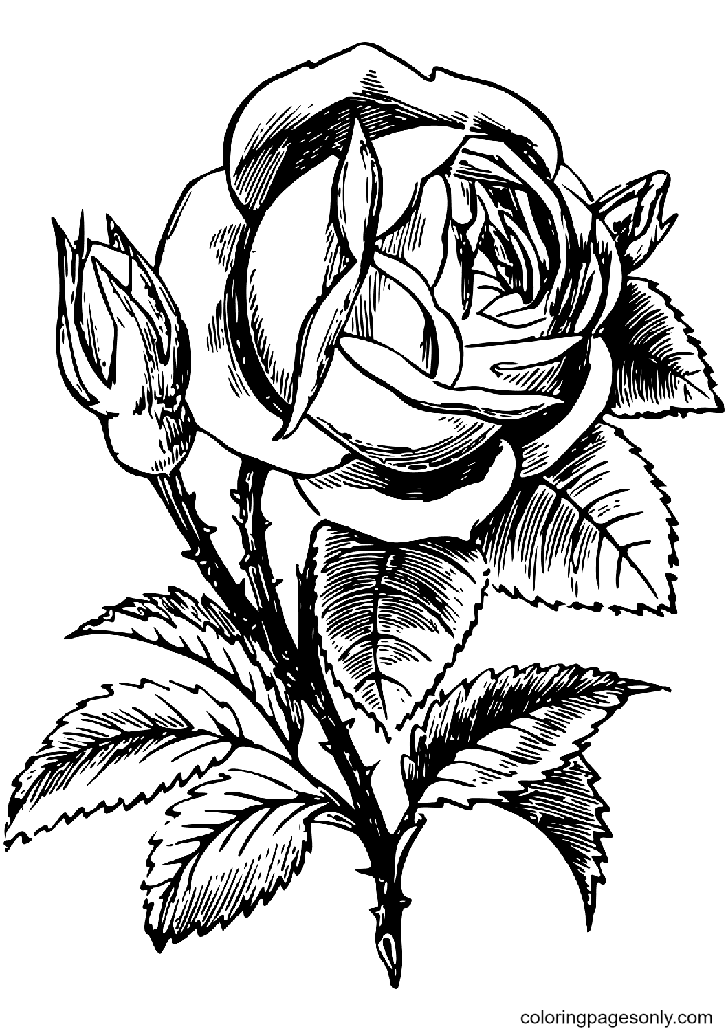 Rose coloring pages