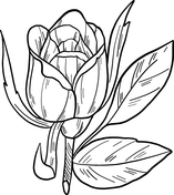 Roses coloring pages free coloring pages