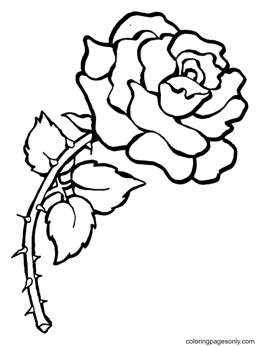 Charisma yellow red floribunda rose coloring pages