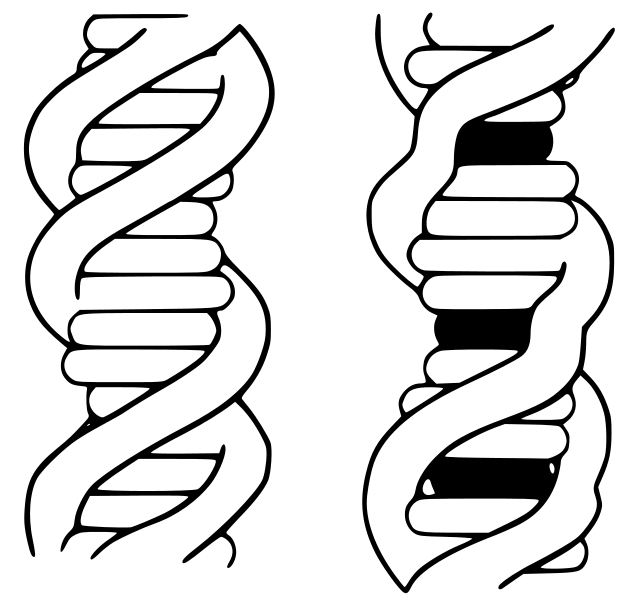 Intercalation biochemistry