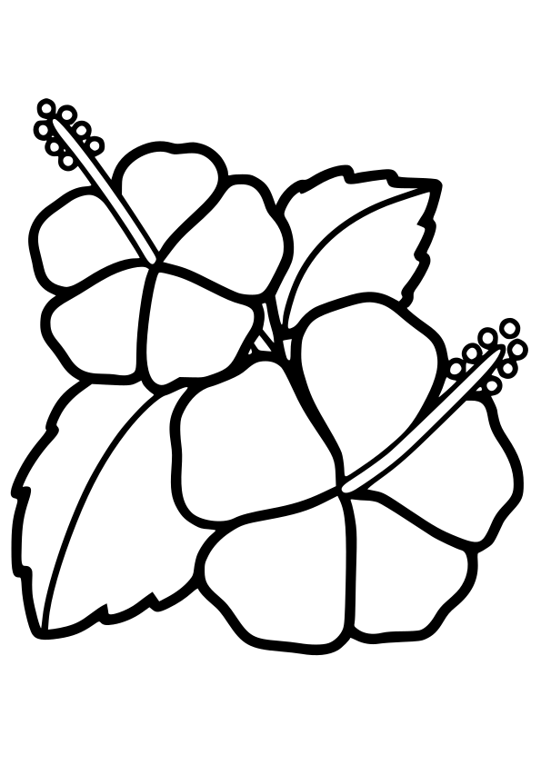 Hibiscus drawing for coloring page free printable nurieworld