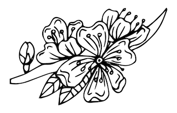 Premium vector hand drawn cherry branches with flowersblack and white coloring booksakura plant silhouette