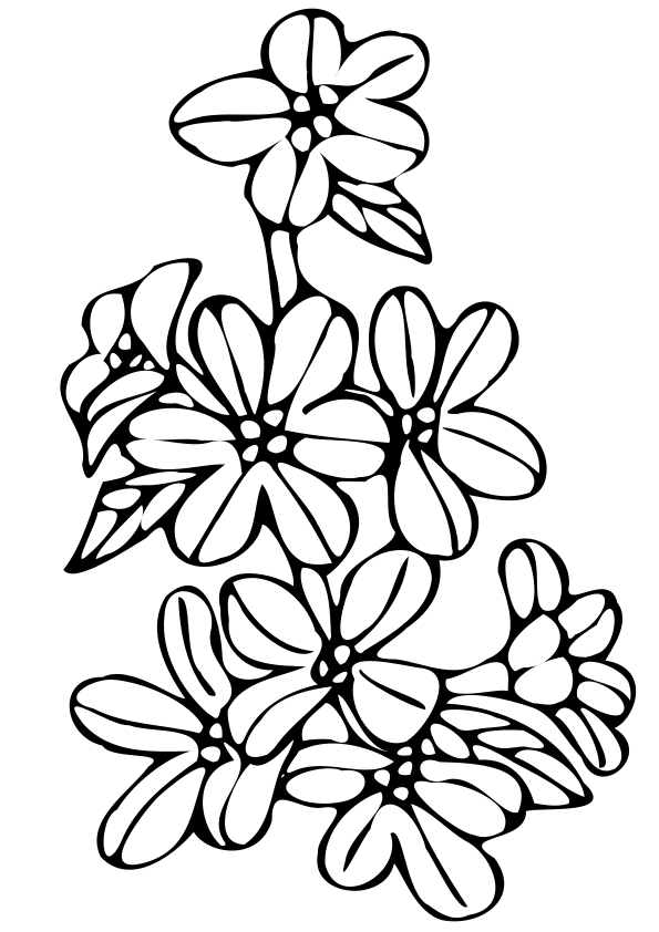 Lythrum colorg book pages for kdergarten and school homeschool kids priâ flower colorg pages prtable flower colorg pages free prtable colorg pages