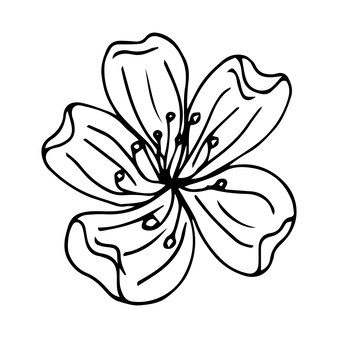 Page outline a lily on a white background images