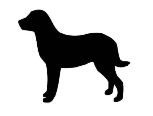 Chesapeake bay retrievers ledenfer enterprises llc