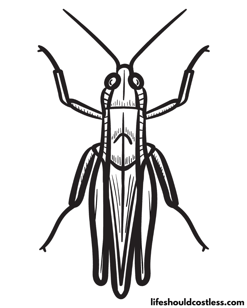 Grasshopper coloring pages free printable pdf templates