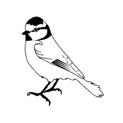 Bearded tits coloring pages for kids printable free download
