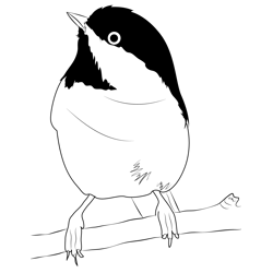 Chickadee coloring pages for kids