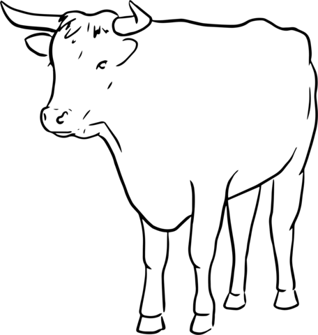 Bull line drawing coloring page free printable coloring pages